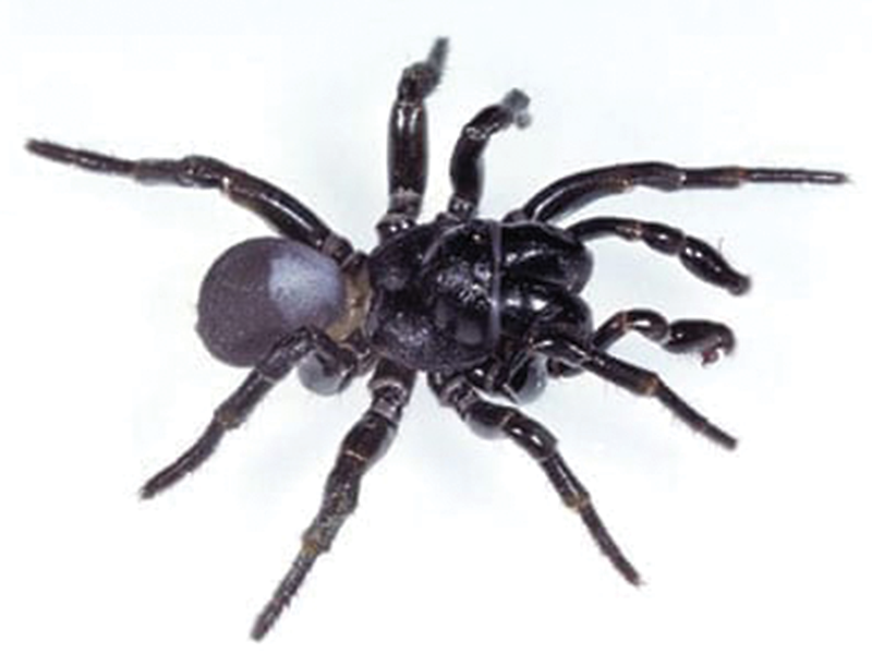 Daleys Turf - Spider