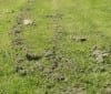 Avoiding clumping in your lawn