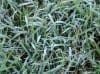 Your Lawn and Frosts