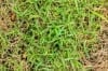 Does your lawn have brown patches