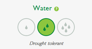 Water and Drought Tolerant turf