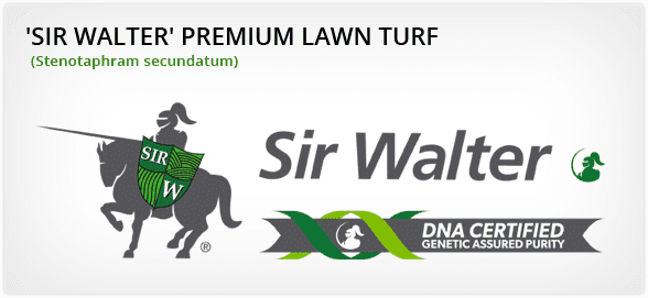 Sir Walter Premium Lawn Turf
