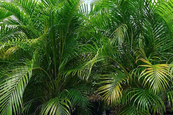 Golden Cane Palms and your lawn
