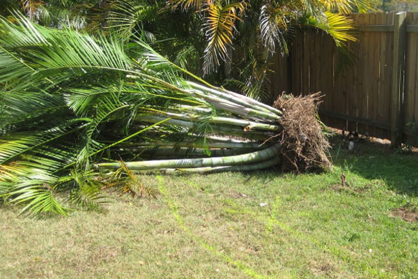 Golden Cane Palms and your lawn