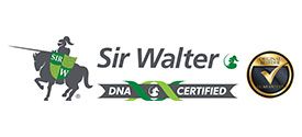 Sir Walter DNA Certified Turf