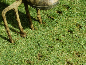 Aerating Your Lawn And Keeping It Healthy