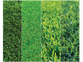 All about Turf types in Australia