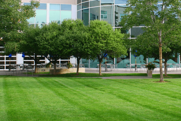 The Best Turf for Commercial Lawns
