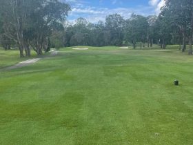 Noosa Golf Course - Daleys Turf